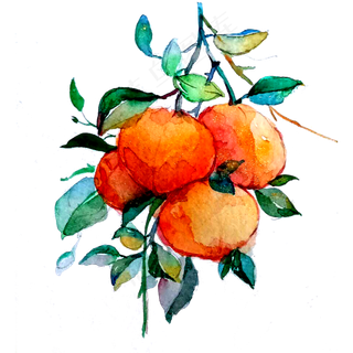 橘子柑桔丑橘水果维生素甜蜜PNG