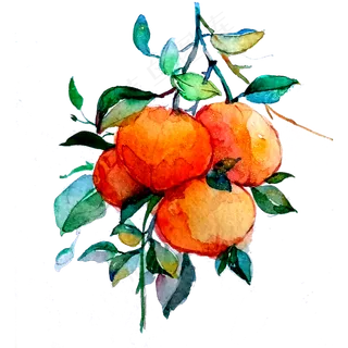 橘子柑桔丑橘水果维生素甜蜜PNG