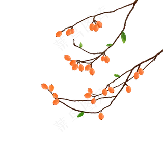 枇杷果实枝叶纯手绘png