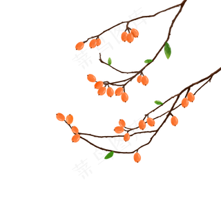 枇杷果实枝叶纯手绘png