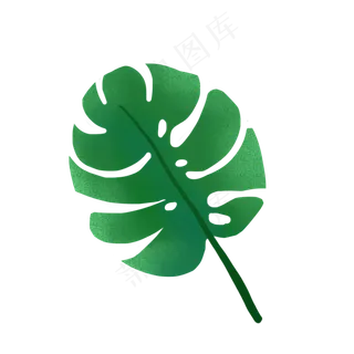 热带树叶龟背叶PNG免抠素材