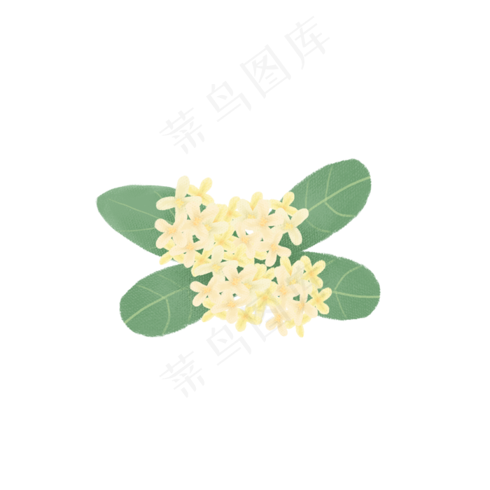 手绘花卉桂花和叶子植物素材