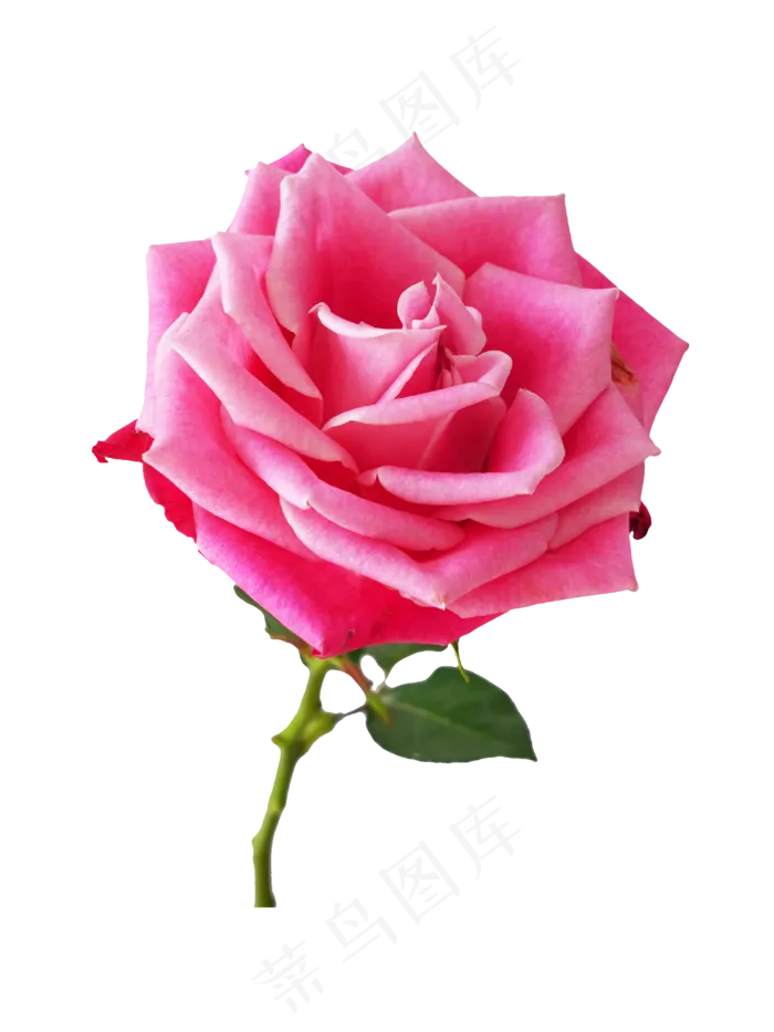 粉色玫瑰花花枝,免抠元素(3000*4000px 300 dpi )