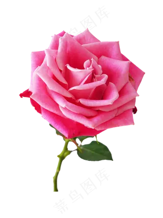 粉色玫瑰花花枝,免抠元素