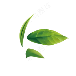 2片绿色的叶子下载