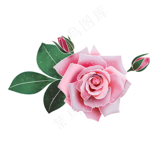 春季水彩植物粉色玫瑰花