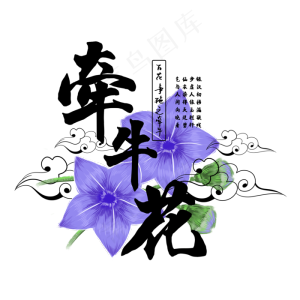 古风百花系列之牵牛花