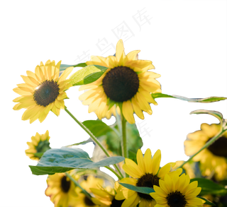 路边的向日葵,免抠元素