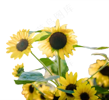 路边的向日葵,免抠元素 路边的向日葵,免抠元素
