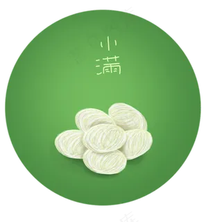 二十四节气白色的蚕茧 二十四节气白色的蚕茧
