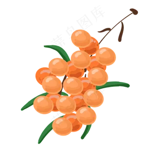 橘色水果沙棘