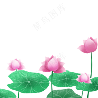 夏日荷花png免抠图