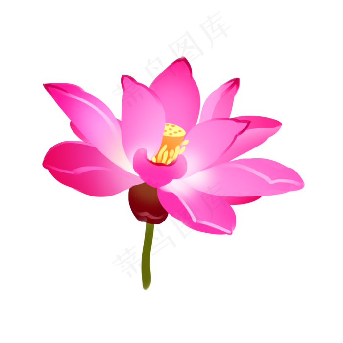 一枝红色荷花插画