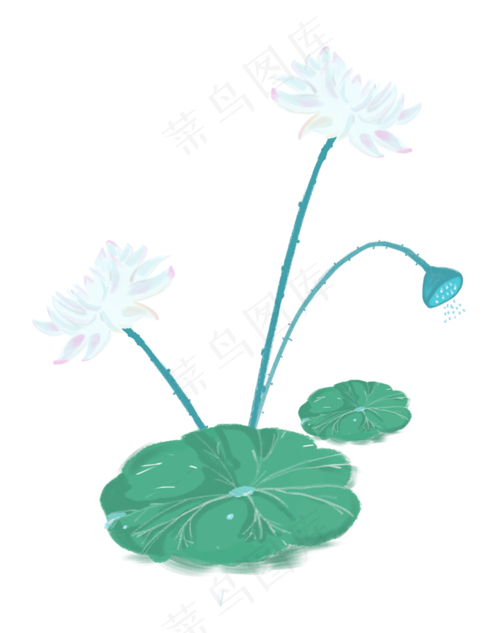 处暑节气白荷花免抠图