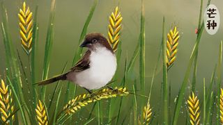芒种黄昏稻田小鸟
