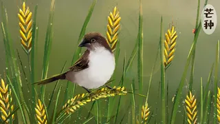 芒种黄昏稻田小鸟