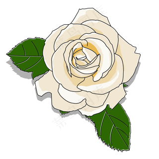 忠贞不渝香槟玫瑰爱情七夕情人节