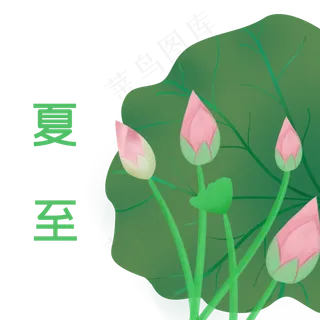 夏至荷花荷叶装饰