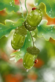 秋天秋季秋日秋景橡果