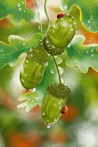 秋天秋季秋日秋景橡果