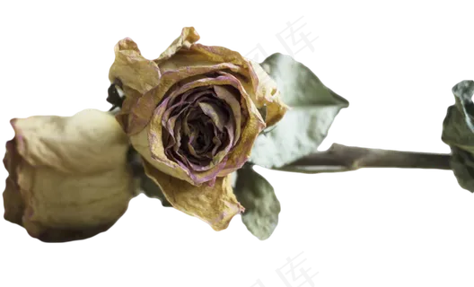干花玫瑰