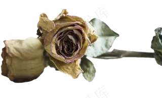 干花玫瑰