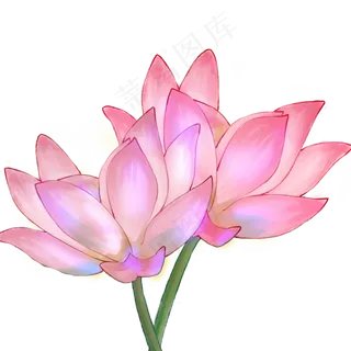 梦幻荷花光感植物