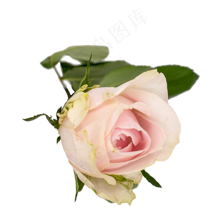 粉色玫瑰鲜花