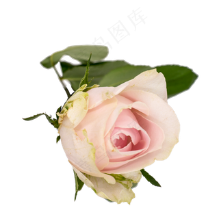 粉色玫瑰鲜花