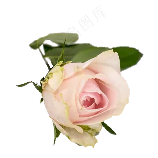 粉色玫瑰鲜花
