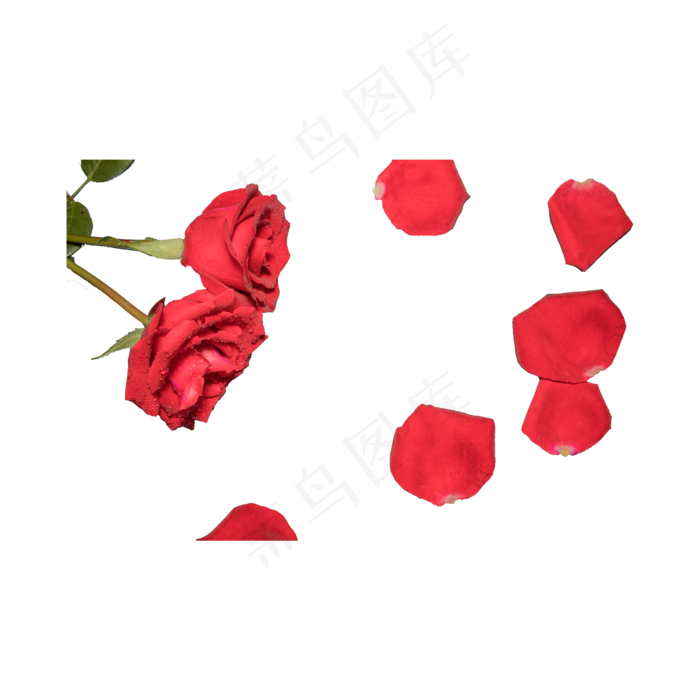 玫瑰实拍（png免抠）