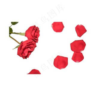 玫瑰实拍（png免抠）