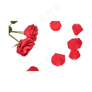 玫瑰实拍（png免抠）