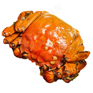 大闸蟹特写,免抠元素