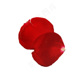 玫瑰花瓣实拍（png免抠）