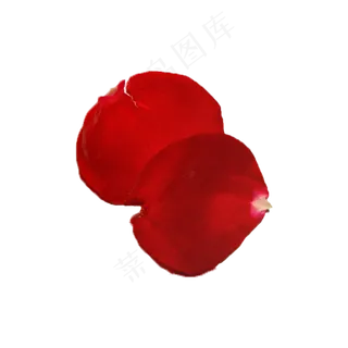 玫瑰花瓣实拍（png免抠）