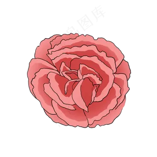 红色康乃馨漂亮美丽写实