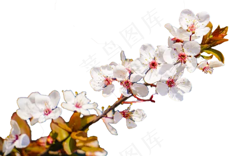 春天白色红李花植物摄影,免抠元素 春天白色红李花植物摄影,免抠元素