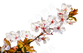 春天白色红李花植物摄影,免抠元素