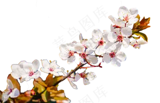 春天白色红李花植物摄影,免抠元素