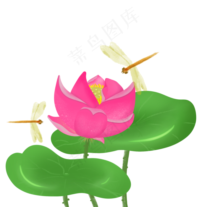 春天里被蜻蜓围绕的雅致荷花