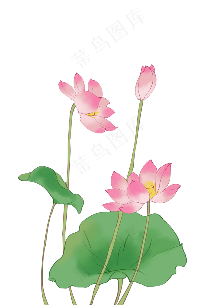 手绘粉色的荷花插画,免抠元素