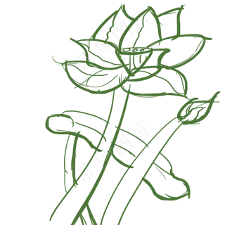 荷花草稿