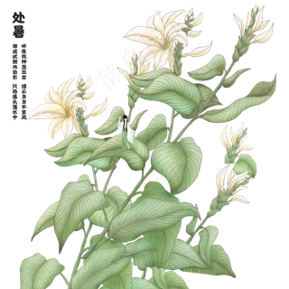 古风二十四节气处暑