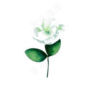 白色手绘茉莉花