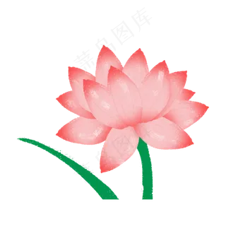 一支盛开的荷花