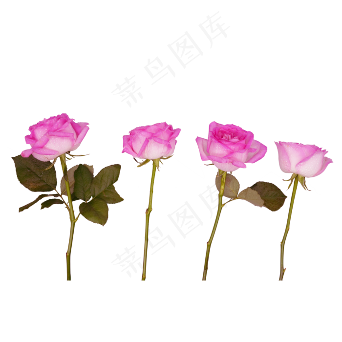 四朵花束(2000X2000(DPI:300))