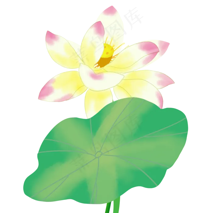 美丽黄色荷花(2000X2000(DPI:300))psd模版下载