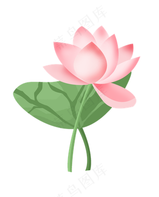 粉色的中国风荷花