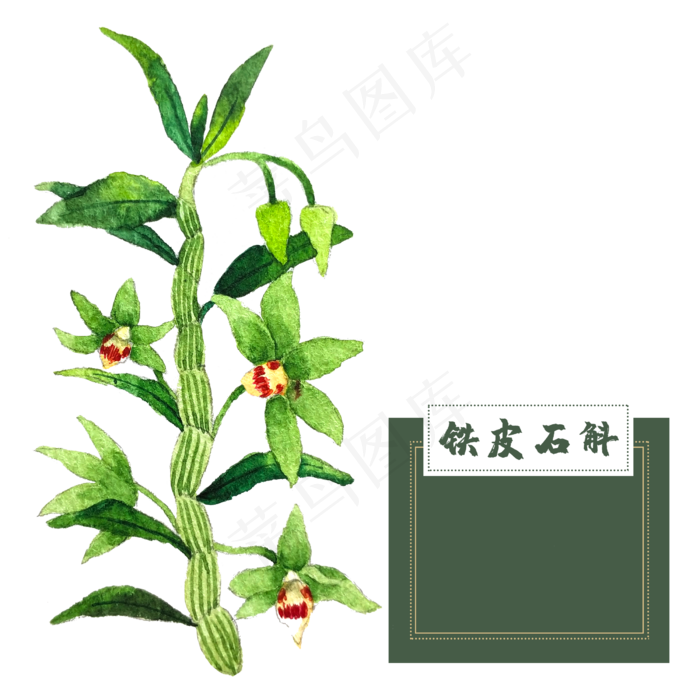 花类中草药石斛花热带水彩,免抠元素(2500X2500(DPI:300))psd模版下载